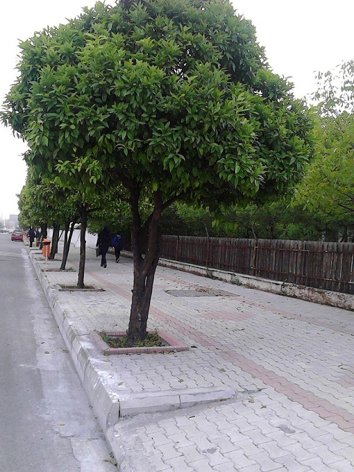 رونمایی از درختان سربریده در نوشهر!! + تصویر