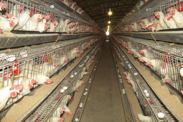 16 هزار تن تخم مرغ در شهرستان آبیک تولید شد
