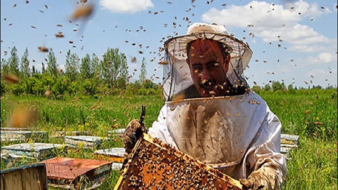 لزوم تهیه مجوز کوچ بین استانی برای زنبورداران