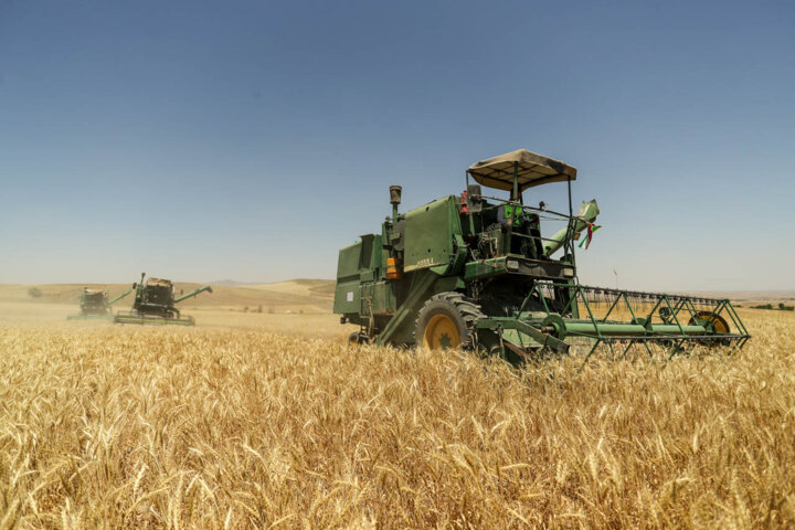 50درصد از اراضی زیر کشت استان به گندم اختصاص دارد/ حسن قشلاق یکی از قطب‌های تولید محصولات کشاورزی در استان همدان