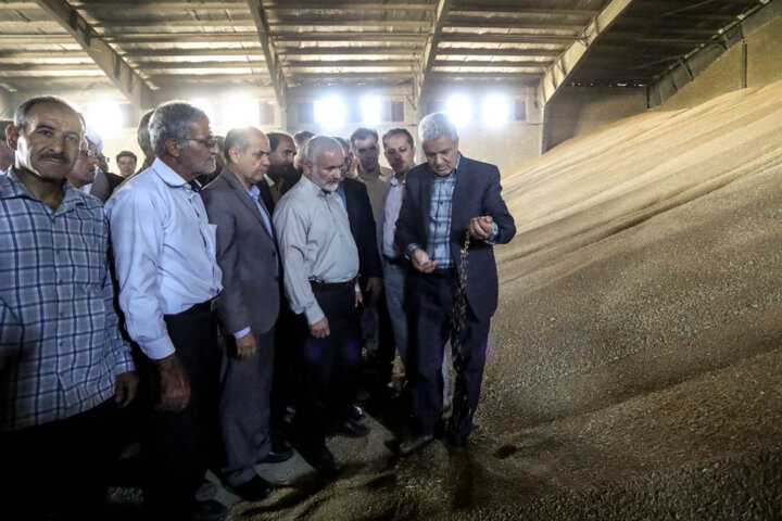 50درصد از اراضی زیر کشت استان به گندم اختصاص دارد/ حسن قشلاق یکی از قطب‌های تولید محصولات کشاورزی در استان همدان