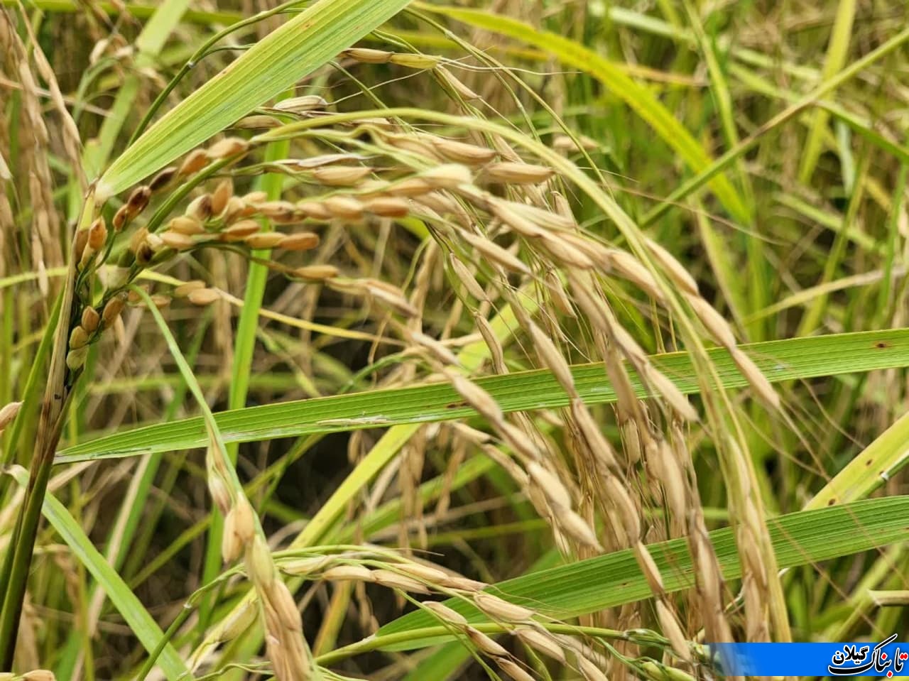 آغاز برداشت برنج در روستای سالکویه لنگرود