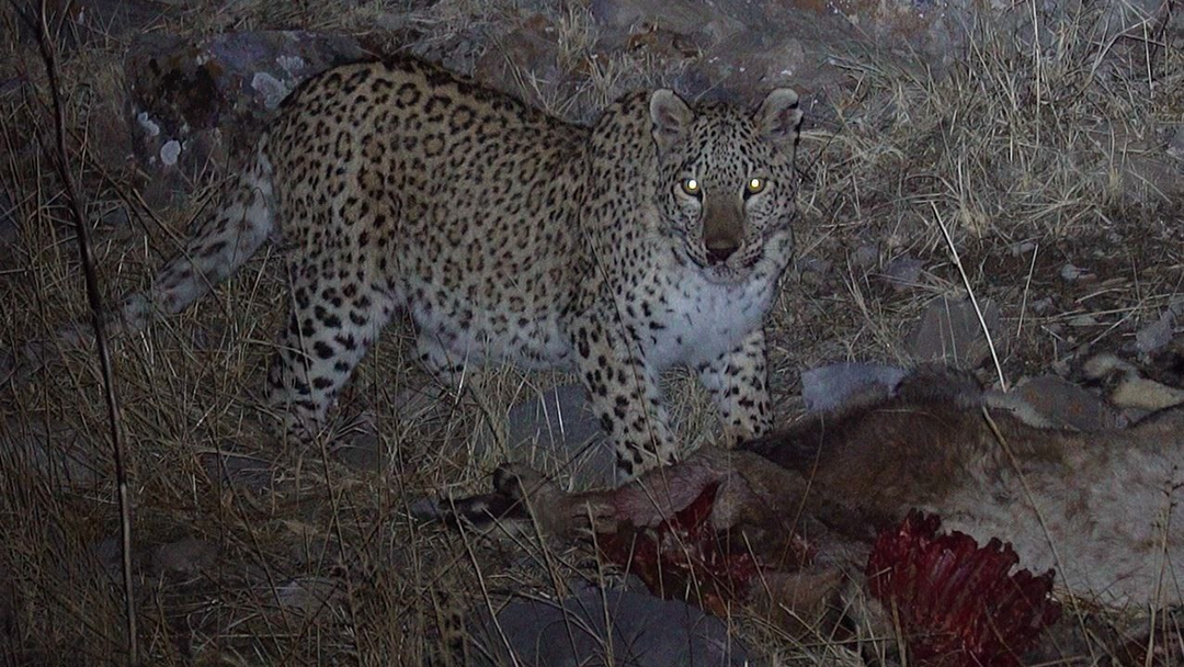 انتشار ویدئوی مشاهده پلنگ در گیلانغرب از اساس کذب است