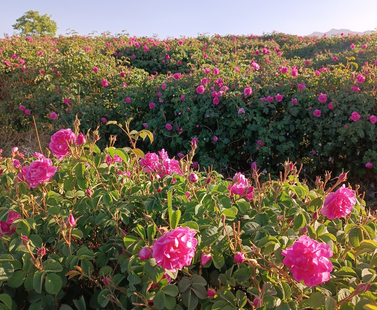 خنک‌ترین منطقه کرمان با شهرت جهانی در عطر و طعم گلاب‌/لاله‌زار نامزد شایسته