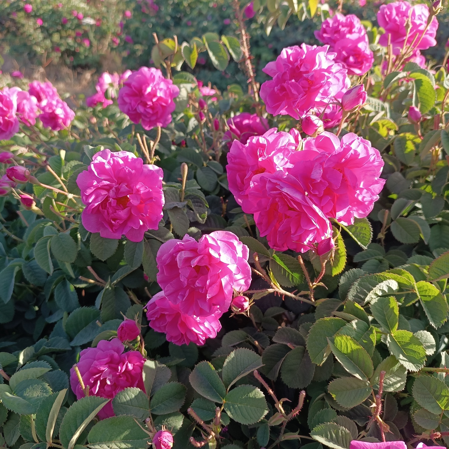 خنک‌ترین منطقه کرمان با شهرت جهانی در عطر و طعم گلاب‌/لاله‌زار نامزد شایسته