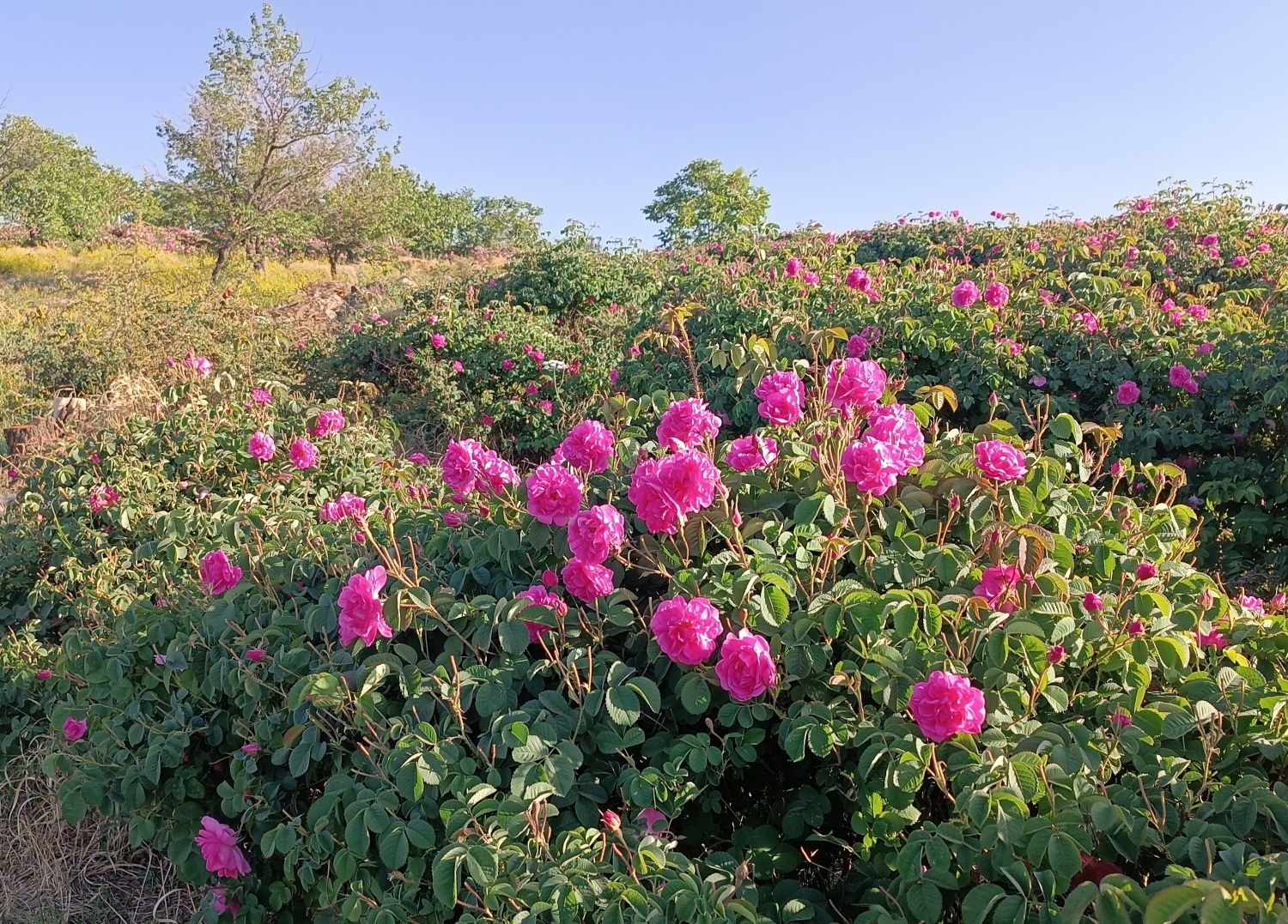 خنک‌ترین منطقه کرمان با شهرت جهانی در عطر و طعم گلاب‌/لاله‌زار نامزد شایسته
