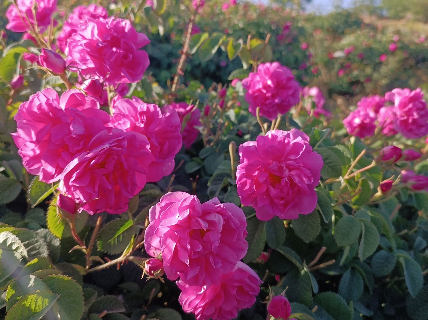 خنک‌ترین منطقه کرمان با شهرت جهانی در عطر و طعم گلاب‌/لاله‌زار نامزد شایسته