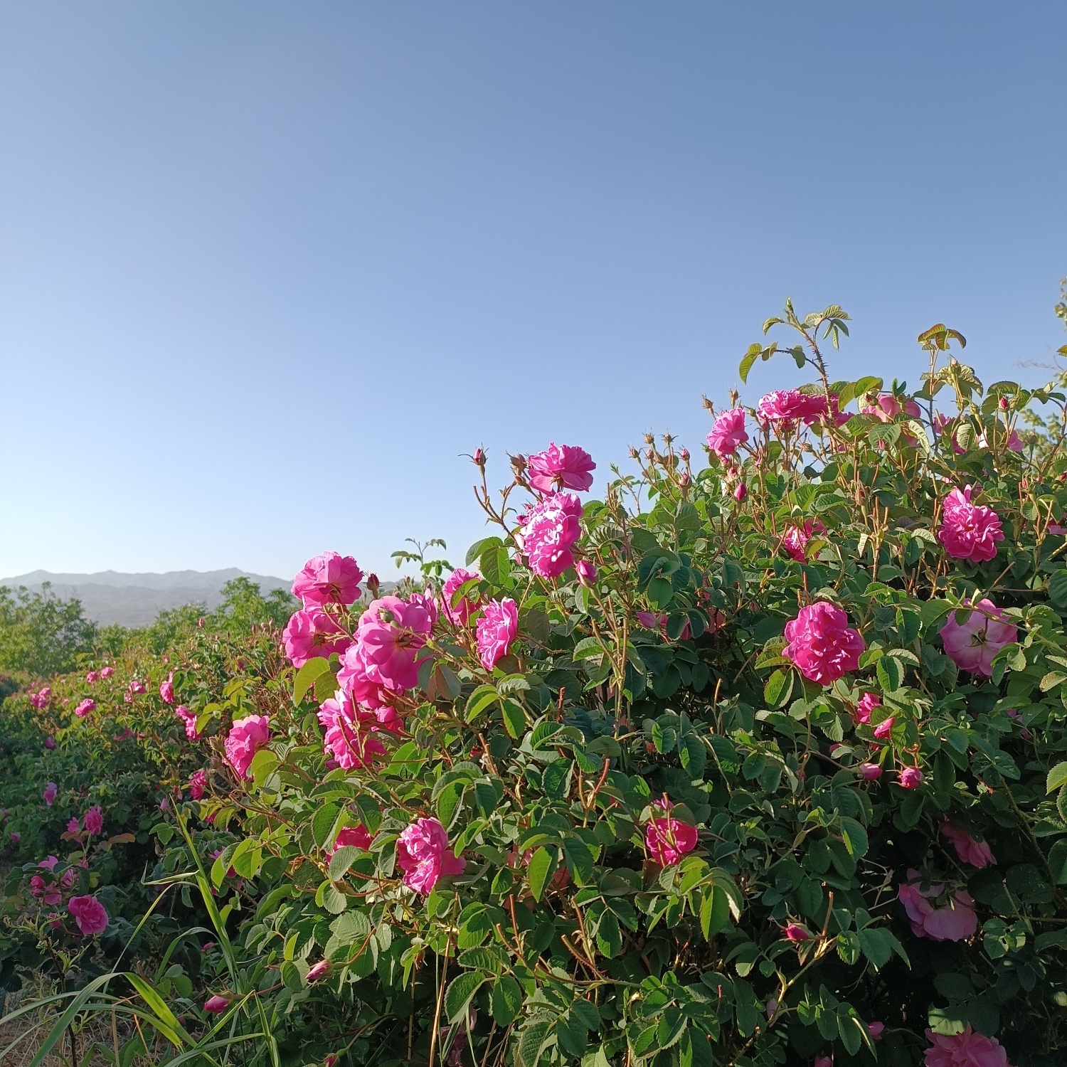 خنک‌ترین منطقه کرمان با شهرت جهانی در عطر و طعم گلاب‌/لاله‌زار نامزد شایسته