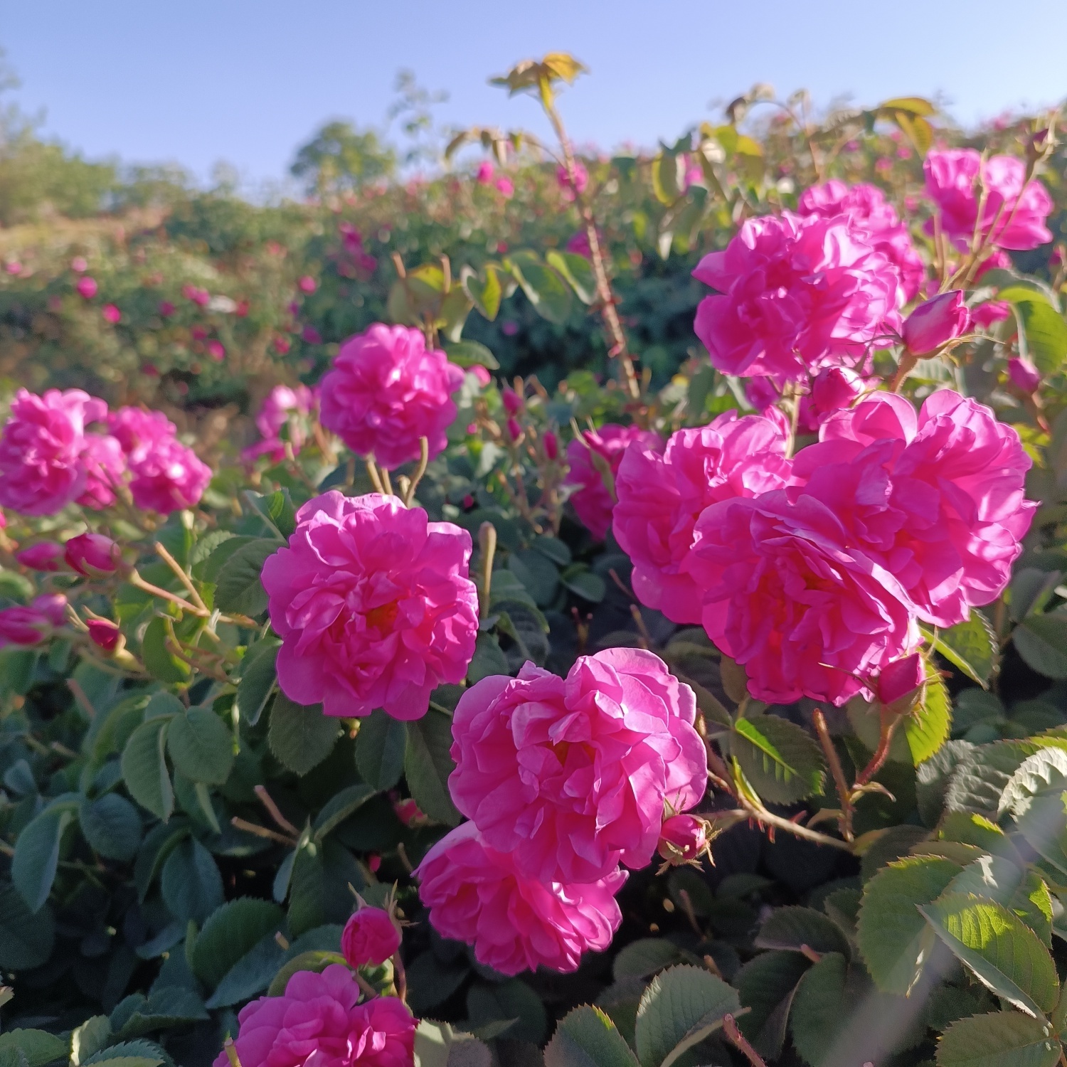 خنک‌ترین منطقه کرمان با شهرت جهانی در عطر و طعم گلاب‌/لاله‌زار نامزد شایسته