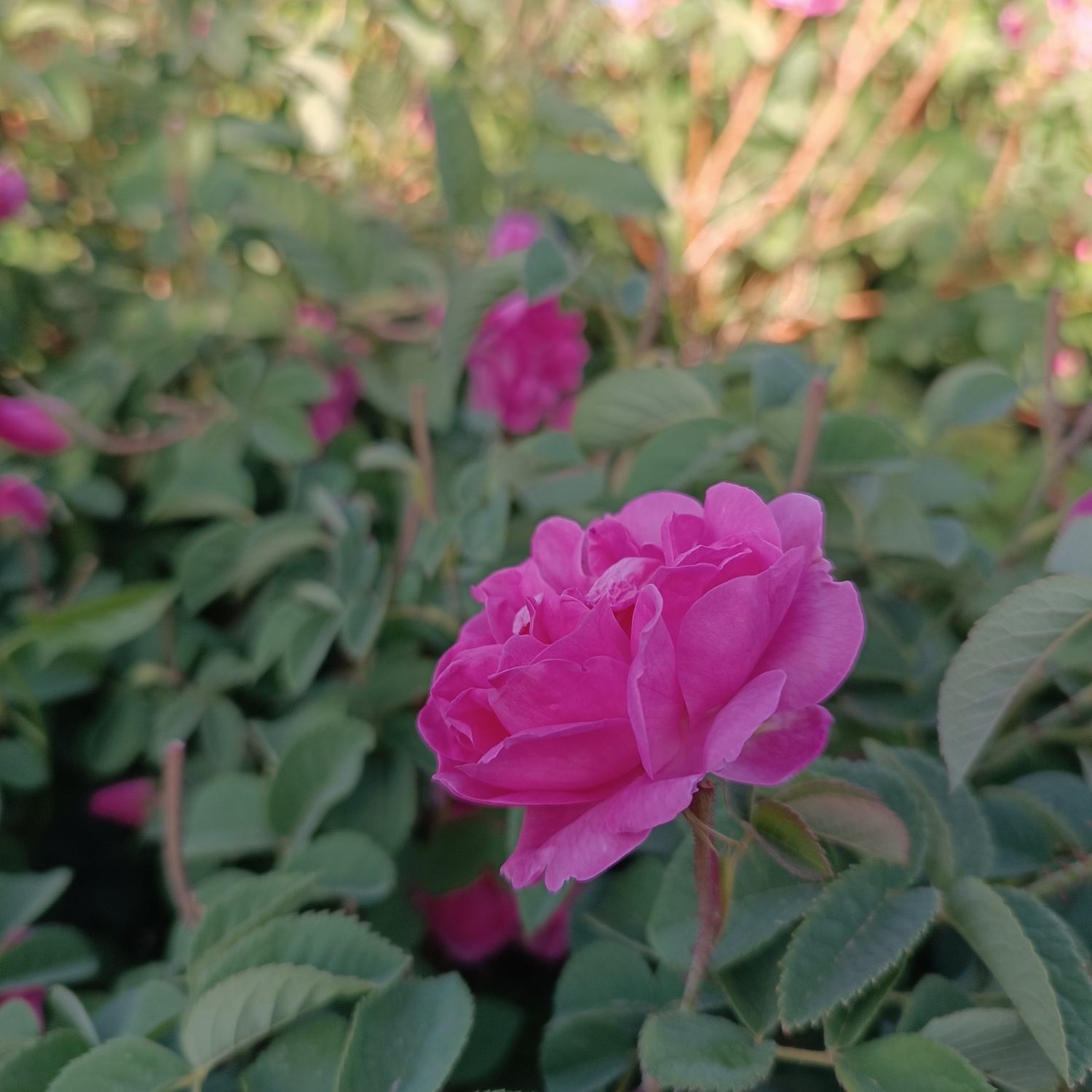 خنک‌ترین منطقه کرمان با شهرت جهانی در عطر و طعم گلاب‌/لاله‌زار نامزد شایسته