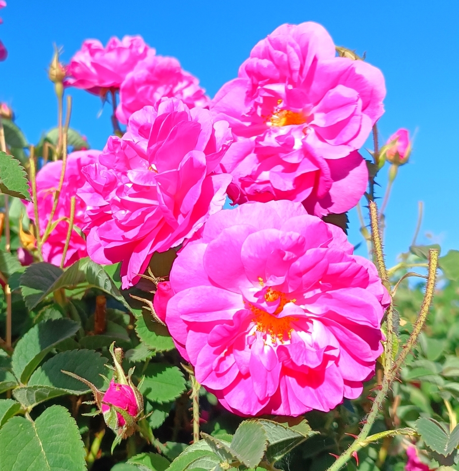 خنک‌ترین منطقه کرمان با شهرت جهانی در عطر و طعم گلاب‌/لاله‌زار نامزد شایسته