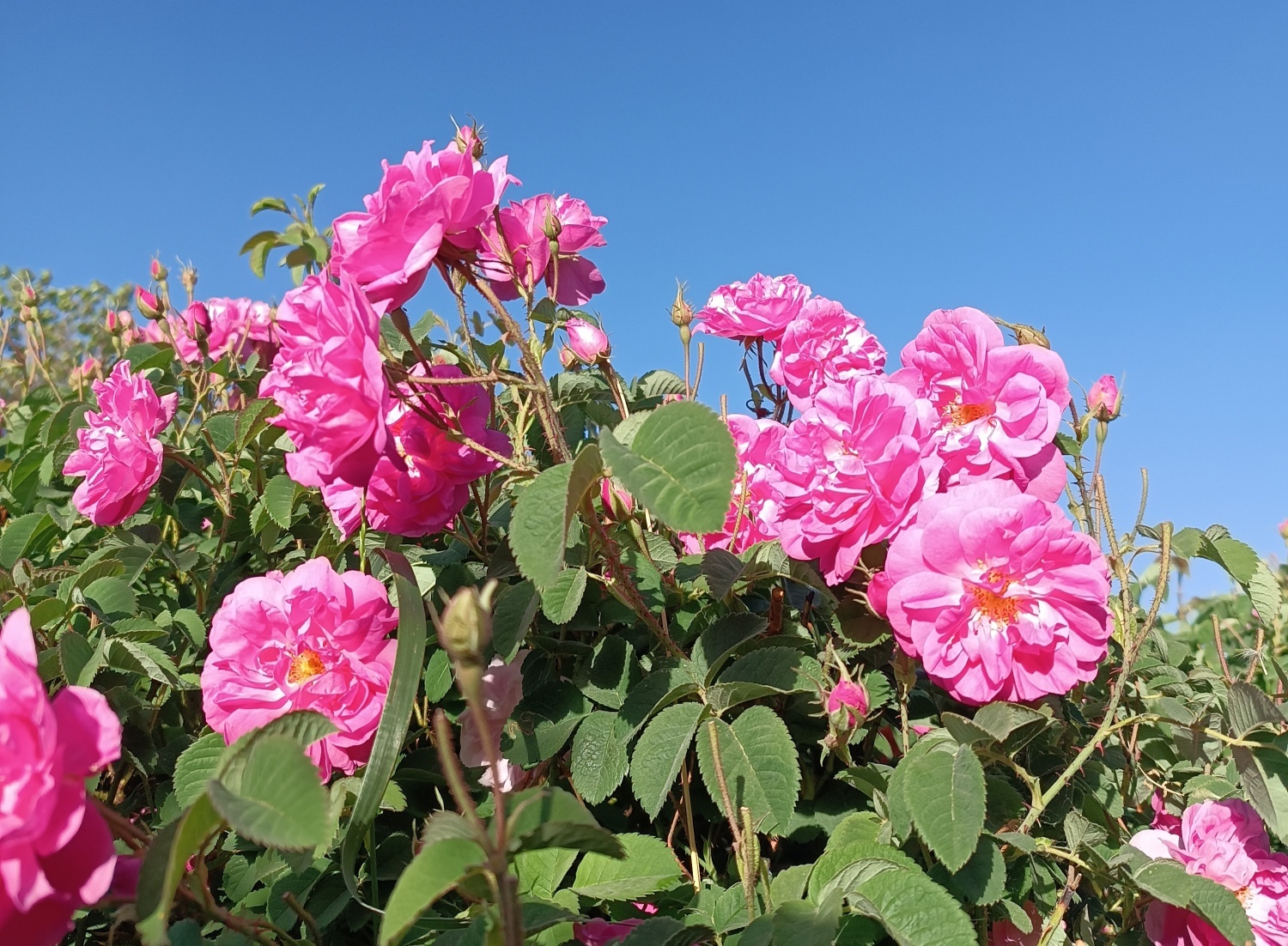 خنک‌ترین منطقه کرمان با شهرت جهانی در عطر و طعم گلاب‌/لاله‌زار نامزد شایسته