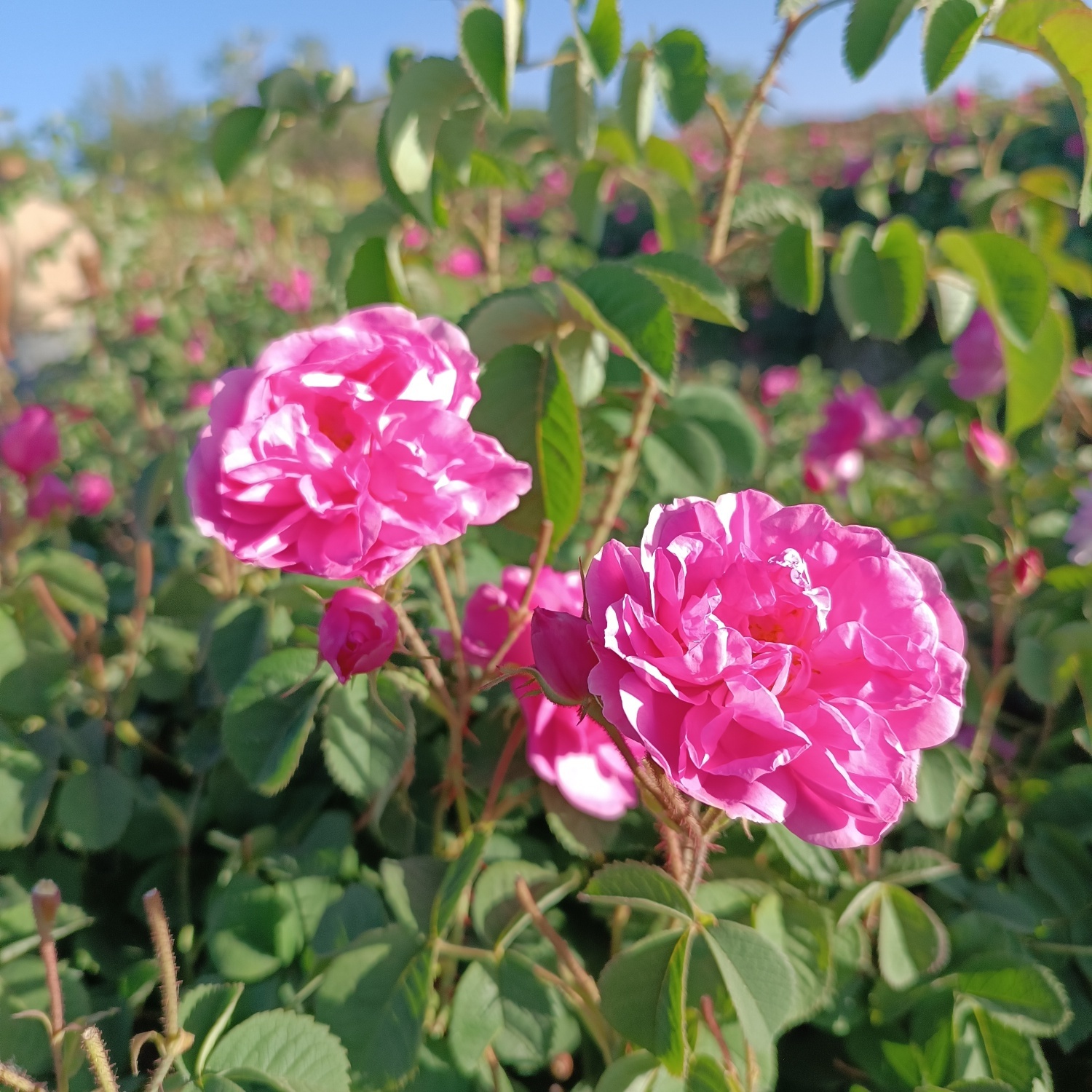 خنک‌ترین منطقه کرمان با شهرت جهانی در عطر و طعم گلاب‌/لاله‌زار نامزد شایسته