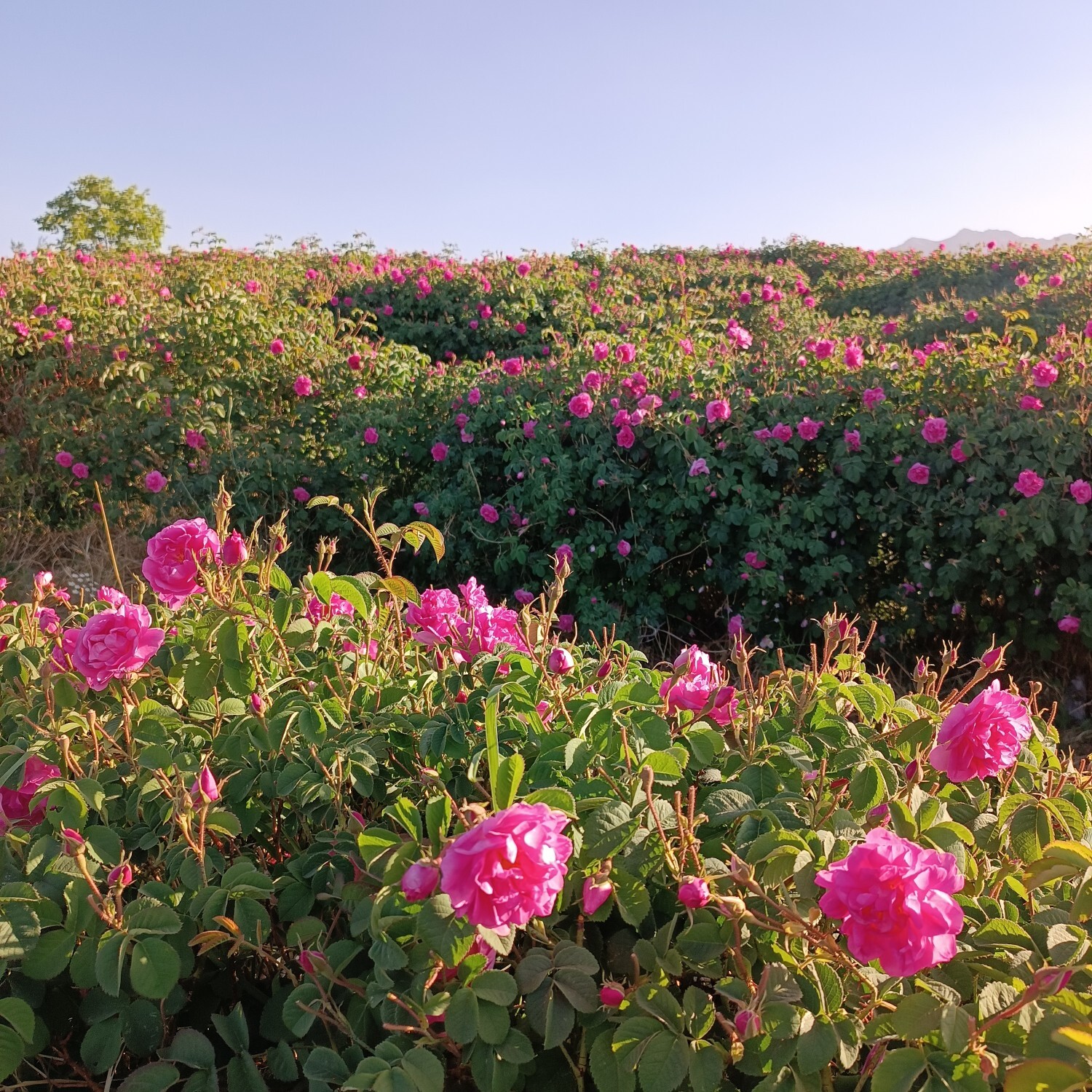 خنک‌ترین منطقه کرمان با شهرت جهانی در عطر و طعم گلاب‌/لاله‌زار نامزد شایسته