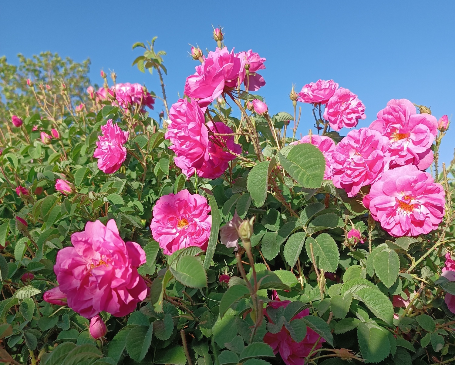 خنک‌ترین منطقه کرمان با شهرت جهانی در عطر و طعم گلاب‌/لاله‌زار نامزد شایسته