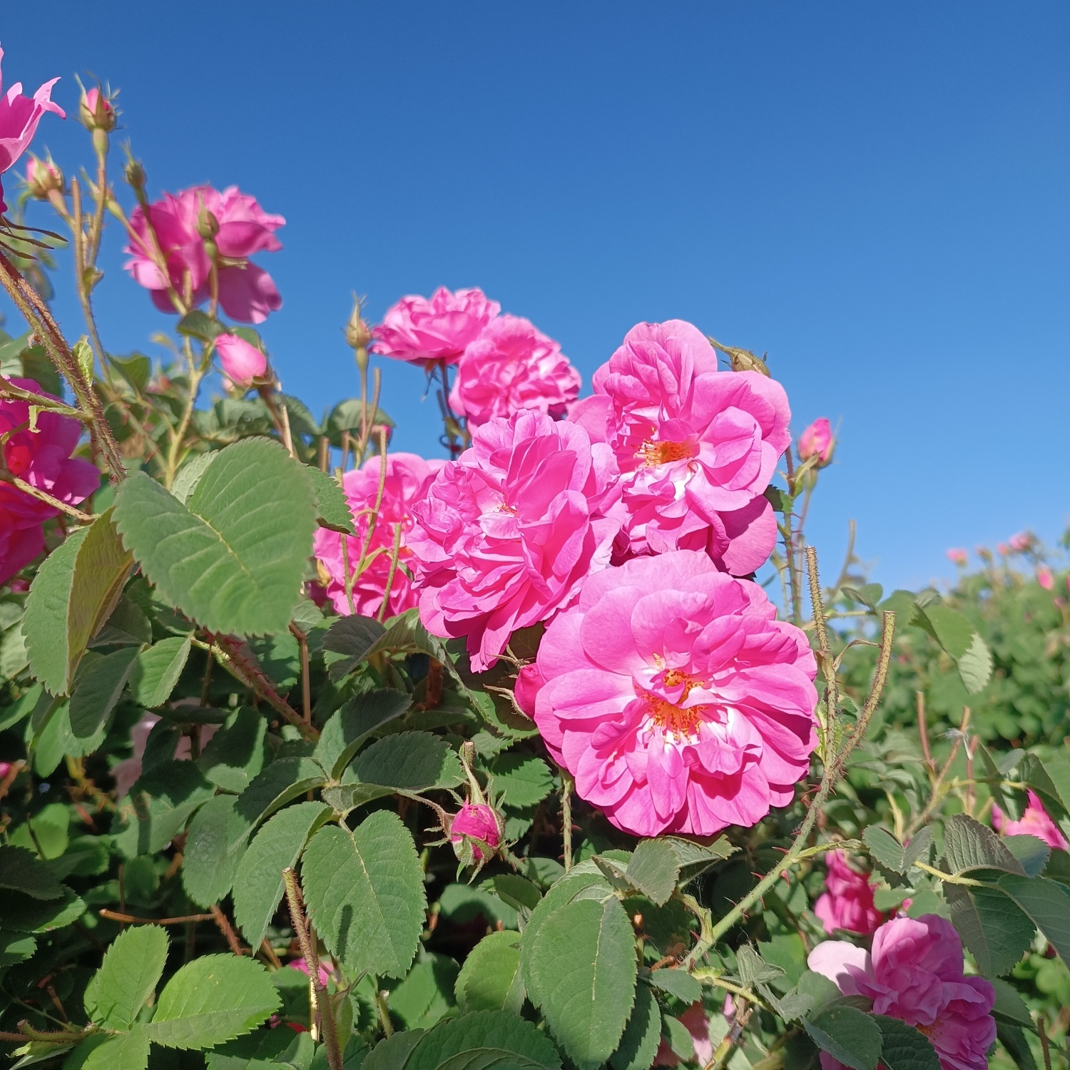 خنک‌ترین منطقه کرمان با شهرت جهانی در عطر و طعم گلاب‌/لاله‌زار نامزد شایسته