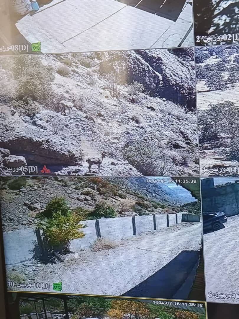 رصد حیات وحش دنا با پایش زنده تصویری رصد حیات وحش دنا با پایش زنده تصویری