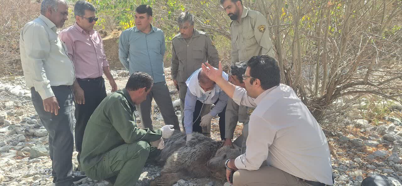 نجات خرس ۵ ساله از تله مرگ + تصاویر نجات خرس ۵ ساله از تله مرگ + تصاویر