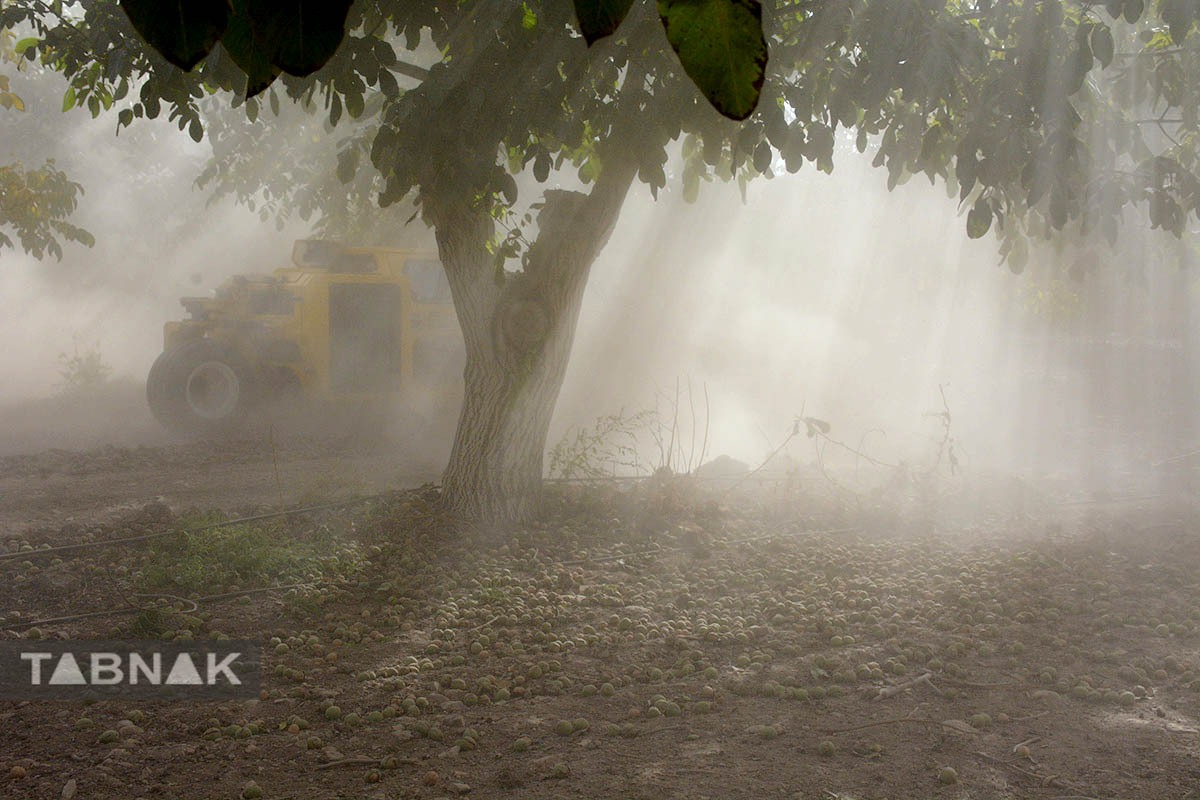برداشت گردو اصلاح شده با دستگاه مکانیزه برداشت گردو اصلاح شده با دستگاه مکانیزه