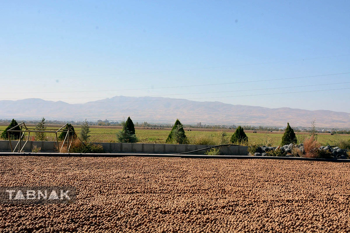 برداشت گردو اصلاح شده با دستگاه مکانیزه برداشت گردو اصلاح شده با دستگاه مکانیزه