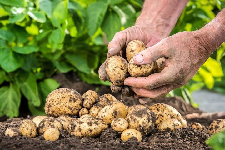 تولید ۶.۲ درصد سیب‌زمینی کشور در کردستان/ تأکید بر انسجام برای تقویت بخش کشاورزی